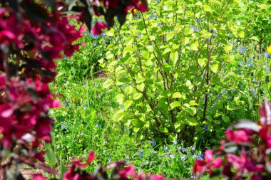 Bahar bahçe çiçek açması. Elma ağacı telif çiçeklenme