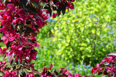 Bahar bahçe çiçek açması. Elma ağacı telif çiçeklenme