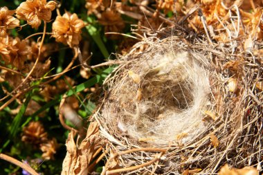 Boş bir kuş yuvası şerbetçiotu bir çalılık içinde. Terk edilmiş ve boş