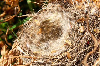 Boş bir kuş yuvası şerbetçiotu bir çalılık içinde. Terk edilmiş ve boş