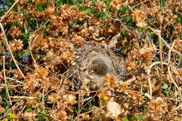 An empty bird\'s nest in a thicket of hops. Abandoned and empty