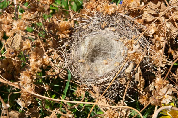 An empty bird's nest in a thicket of hops. Abandoned and empty