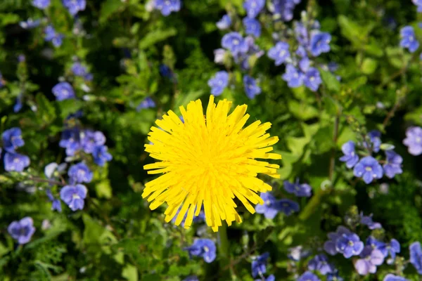 Paardebloem Een Bloeiende Glade Voorjaar Bloeiende Weiden — Stockfoto