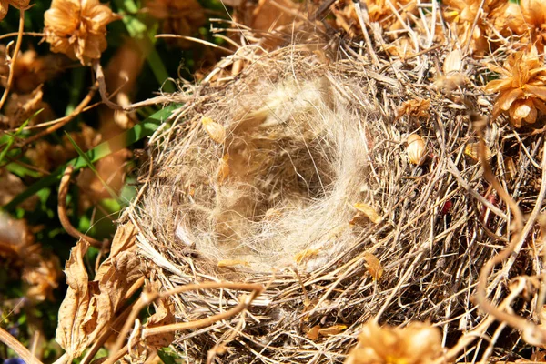An empty bird\'s nest in a thicket of hops. Abandoned and empty