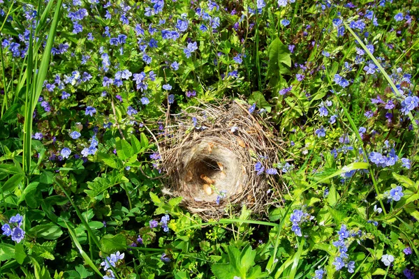 Empty bird\'s nest in the grass.