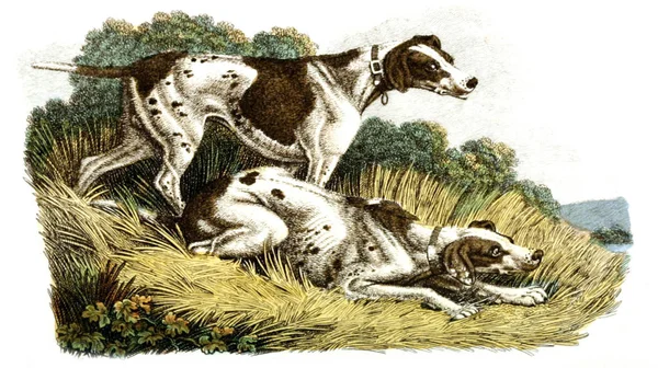Av köpekleri