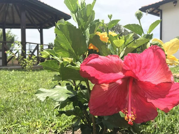 Bloemen Tuin Van Het Huis Van Een Landschap — Stockfoto