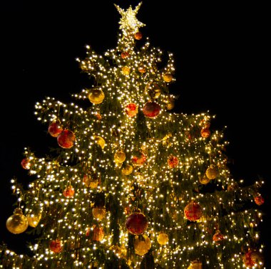 Noel ağacı Bologna ana kare