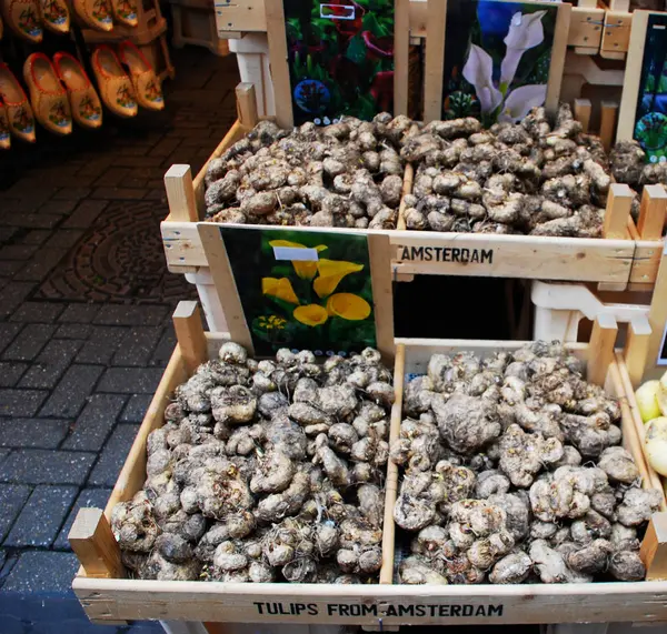 Venda Tulipas Sementes Mercado Flores Amsterdã Tamancos Tradicionais Fundo — Fotografia de Stock