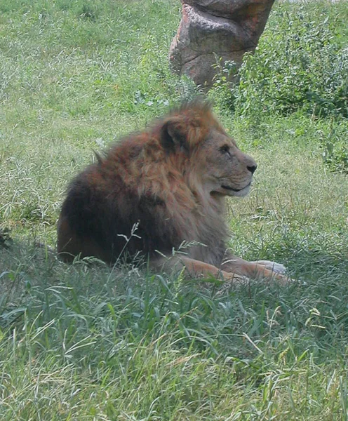 Lion Wild Park Natura Viva Bussolengo Italy — Stock Photo, Image