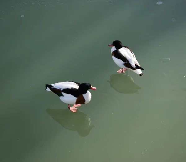 Shelduck Comum Tadorna Tadorna Volpoca Andando Sobre Lago Congelado — Fotografia de Stock