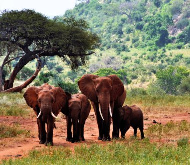 Grup yürüyüş, fil Kenya, Afrika
