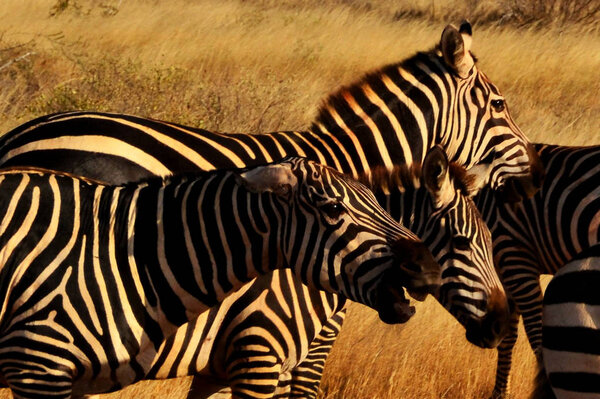 Group of zebras in the grass, Kenya, Africa