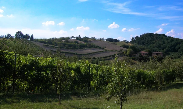 Vineyard Hills Bologna Italy — Stock Photo, Image