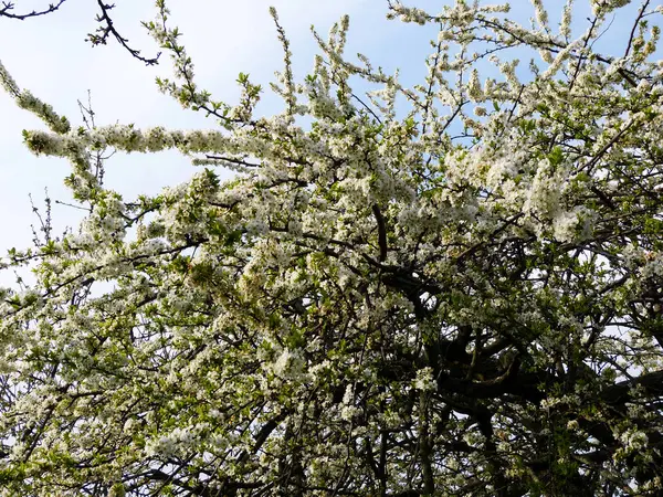 Arbre Fleurs Printemps — Photo