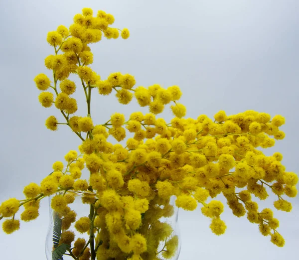 Tak Van Mimosa Tegen Een Lichte Achtergrond Dag Van Vrouw — Stockfoto