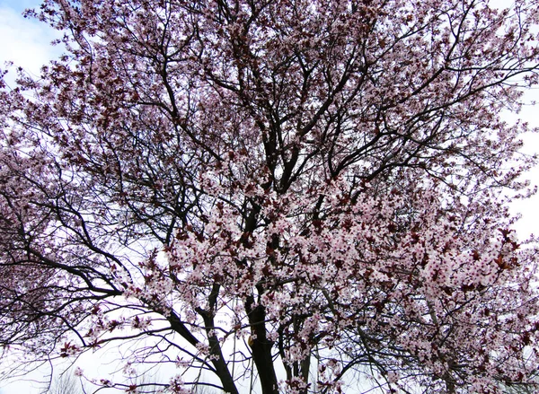 Kwitnących Drzew Wiosną — Zdjęcie stockowe