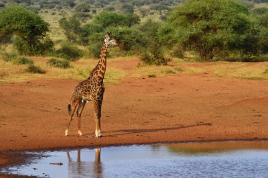 Kenya, Afrika 'da su havuzunun yakınındaki hayvanlar