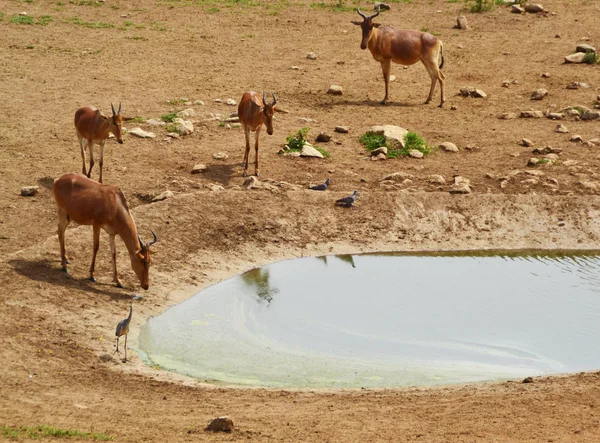 Dieren Buurt Van Een Pool Van Water Kenia Afrika — Stockfoto