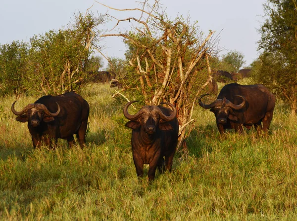 Grupo Buffalos Kenia África — Foto de Stock