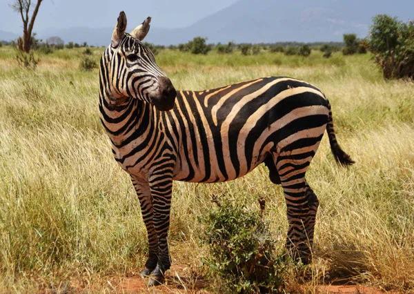 Zebra Savannah Kenya Africa — Stock Photo, Image