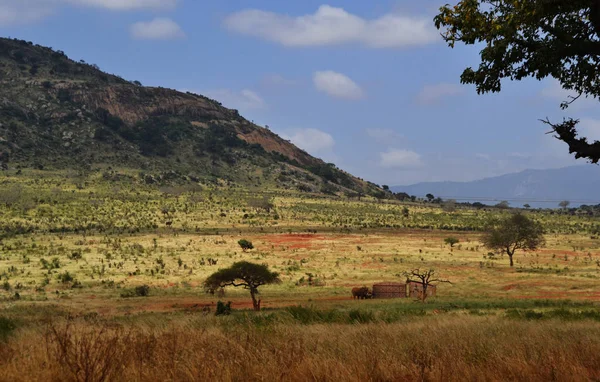 Paesaggio Della Savana Africa Tsavo Kenya — Foto Stock