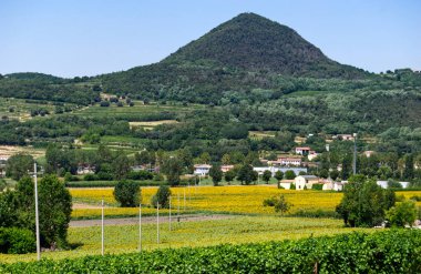 Panorama view of Colli Euganei, sunflower fields, Italy clipart