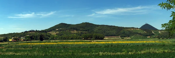 Panorama View Colli Euganei Zonnebloemvelden Italië — Stockfoto