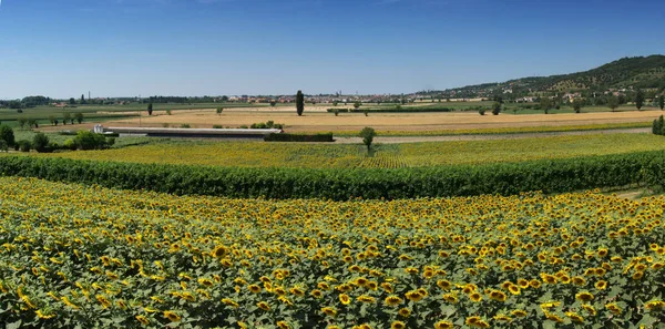 Panorama View Colli Euganei Zonnebloemvelden Italië — Stockfoto