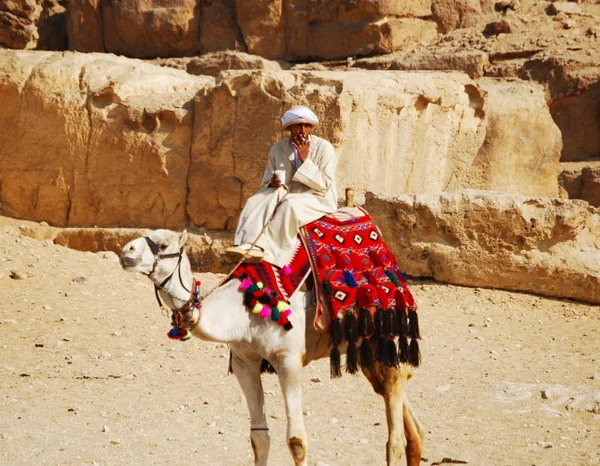 Cairo Giza Egipto Mayo 2008 Camello Jinete Desierto Del Sahara — Foto de Stock
