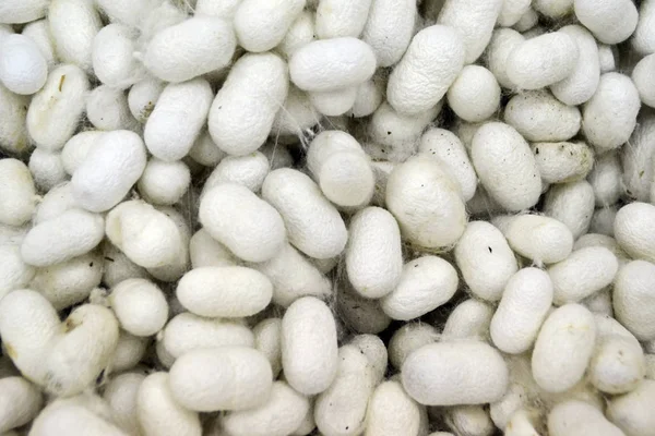 Kapadokya / Türkiye - 26 Nisan 2013: Türkiye'de Halı örme için ipekböceği yetiştiriciliği