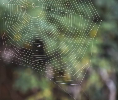 Örümcek ağı yakın plan arkaplanı