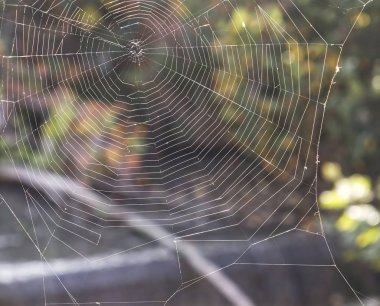 Örümcek ağı yakın plan arkaplanı