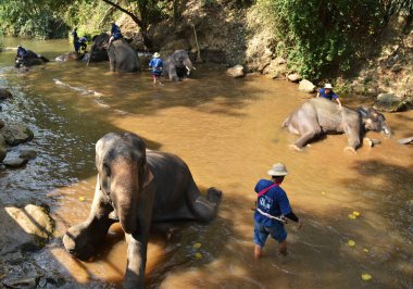 Tayland / Chiangmai - 20 Ocak 2020: Maesa Fil Kampı. Nehirde bir banyo..