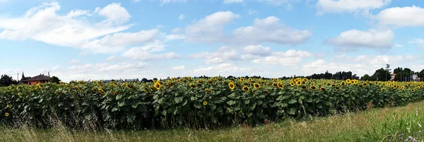 Panorama Uitzicht Het Veld Van Prachtige Zonnebloemen Bologna Italië — Stockfoto