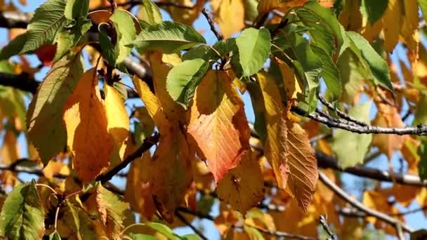 Желтые Листья Трепещут Шум Листьев Ветру Осенью Деревья Солнечное Осеннее — стоковое видео