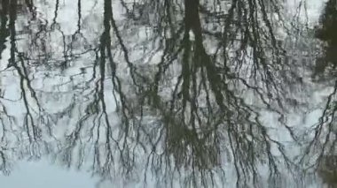 Dalgalı su yüzeyinde yansıyan ağaçlar