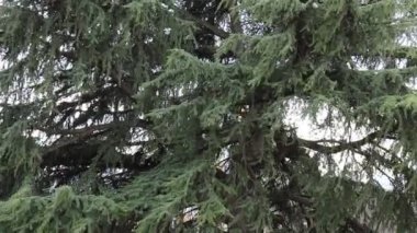 Soğuk kış rüzgârında yanar