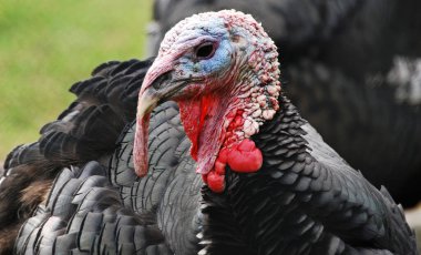 Arka planda Tom Turkey 'in yakın plan portresi. Şükran Günü