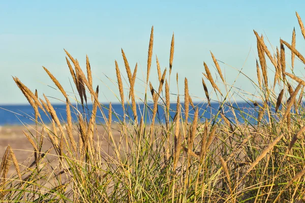 Marram Grass Beach North Sea Coast — Stock Photo, Image