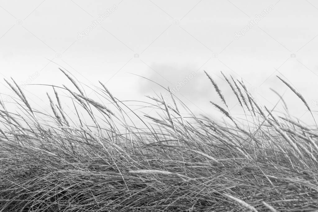 Beach grass in black and white