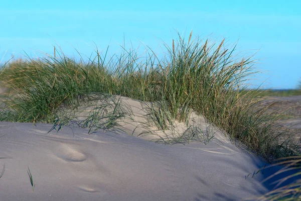 Dunes Dune Grass North Sea Coast — Stock Photo, Image