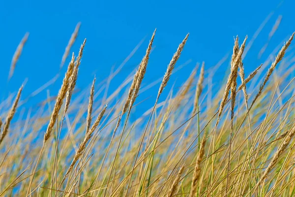 Arka planda mavi gökyüzü olan marram çimlerini kapat