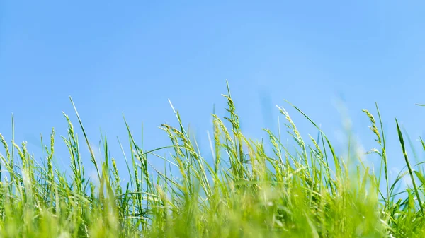 Green Grasses Seeds Blue Sky — Foto de Stock