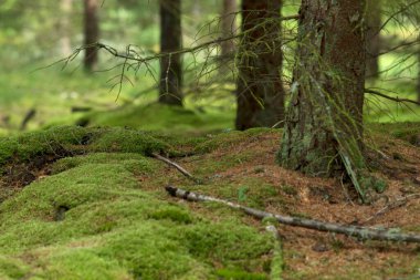 Danimarka 'daki Ulusal Park' ta orman zemini