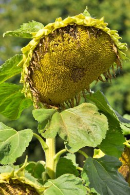 Yazın sonunda hasat zamanı ayçiçeği