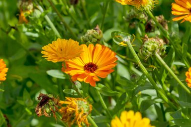 Yazın bir Calendula çiçek tarlası