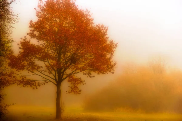 Drzewo Mgle Drzewo Jesiennym Nawozie Skrypty Rozproszone — Zdjęcie stockowe