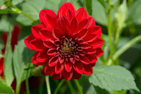 赤いダリア 夏の庭の赤いダリアの花 — ストック写真