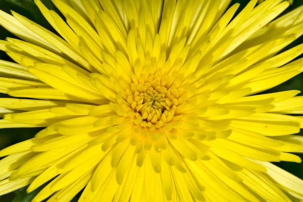 Chrysanthemum Close Chrysanthemum — Stock Photo, Image